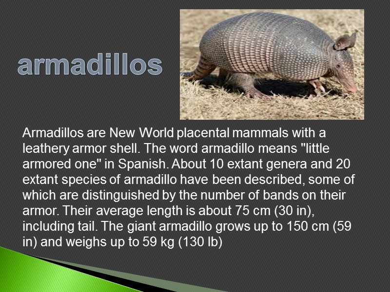 armadillos Armadillos are New World placental mammals with a leathery armor shell. The word